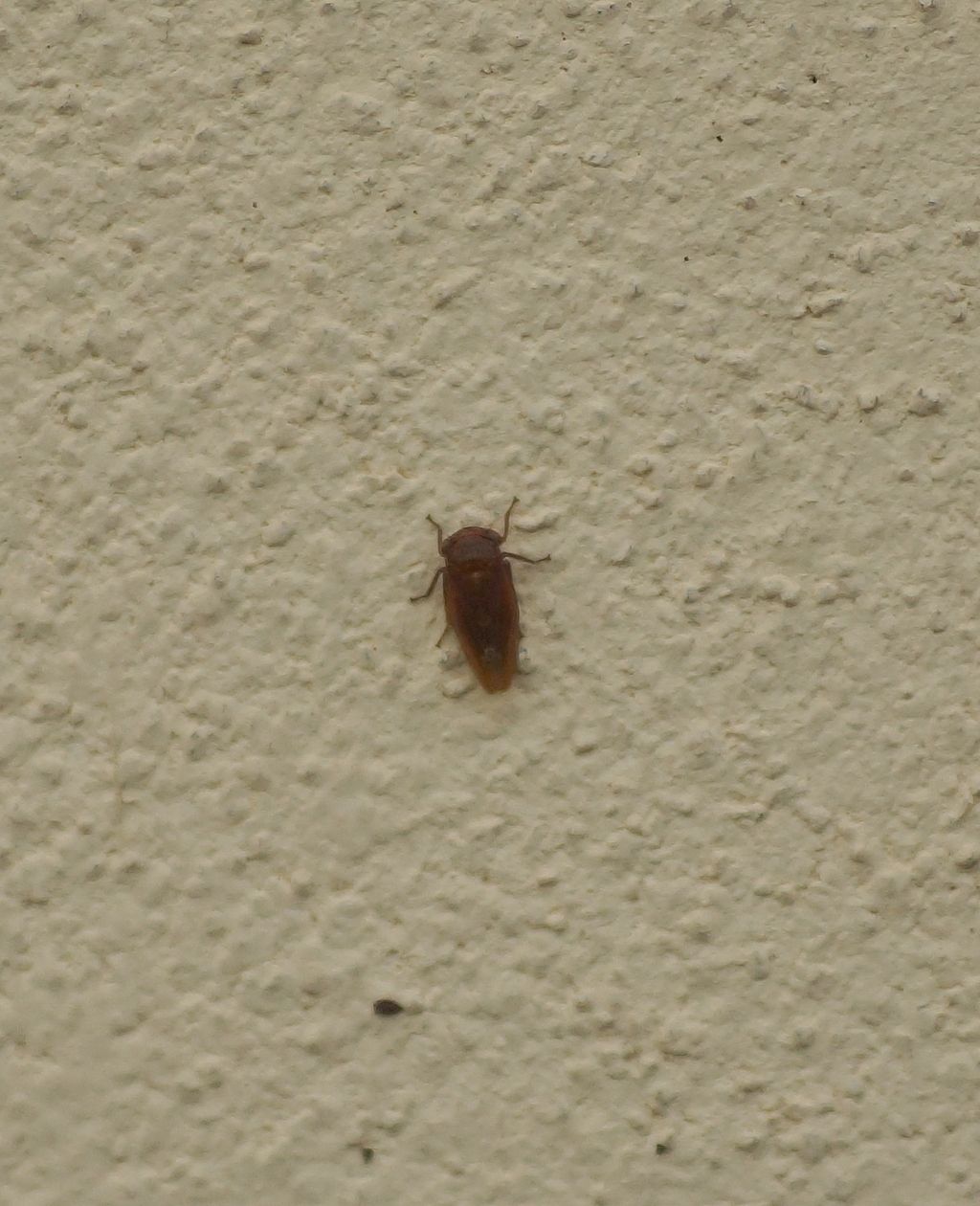 Cicadellidae Idiocerinae ...    e Cicadella viridis