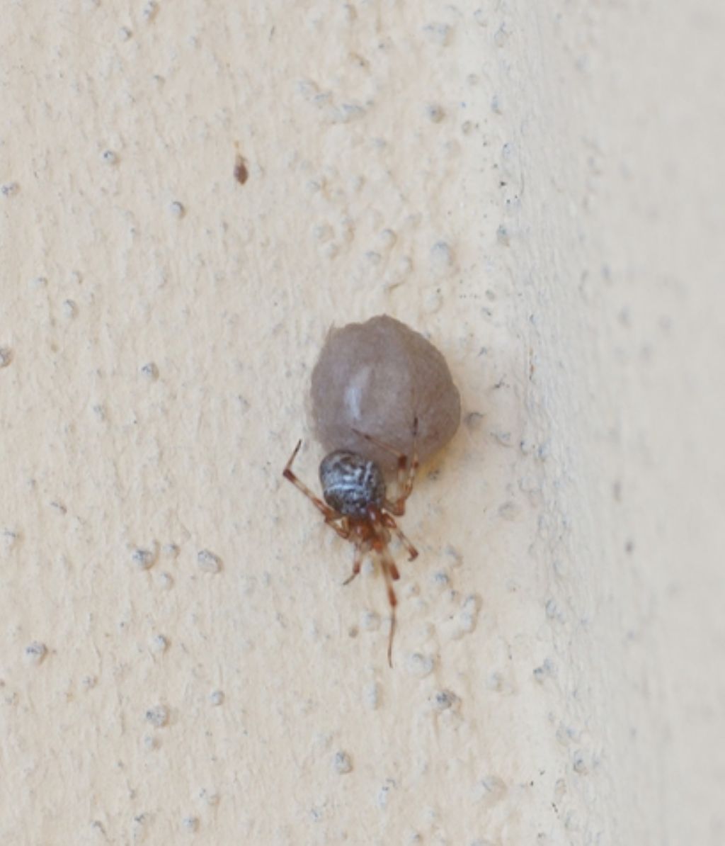 Parasteatoda tepidariorum femmina - Ostiglia (Mn)