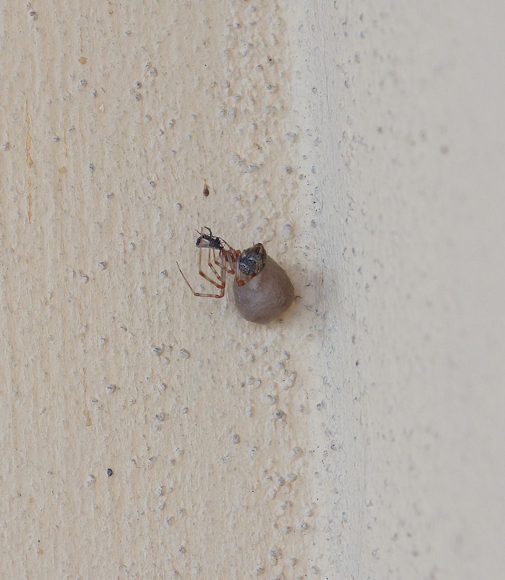 Parasteatoda tepidariorum femmina - Ostiglia (Mn)