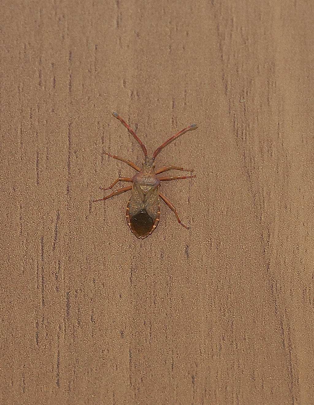 Coreidae?  S,  Gonocerus acuteangulatus