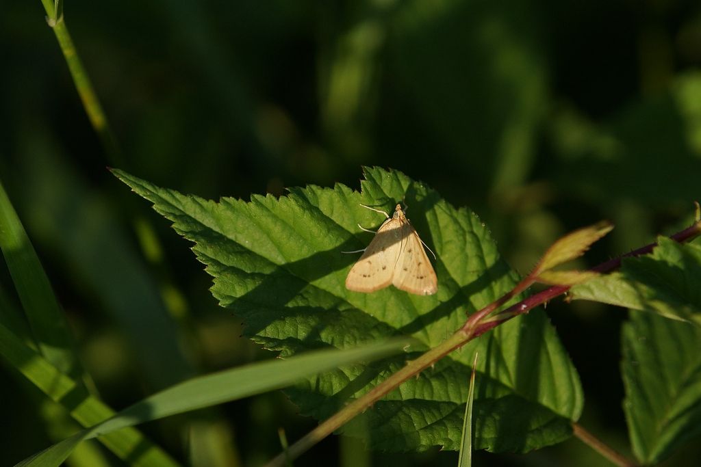 id - Achyra nudalis, Crambidae