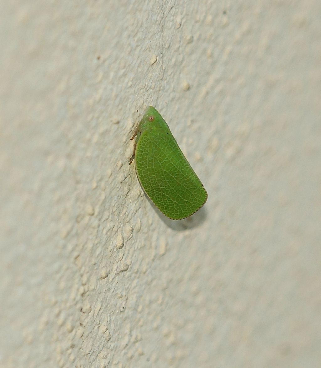 metcalfa pruinosa ?  No, Acanalonia conica (Acanaloniidae)