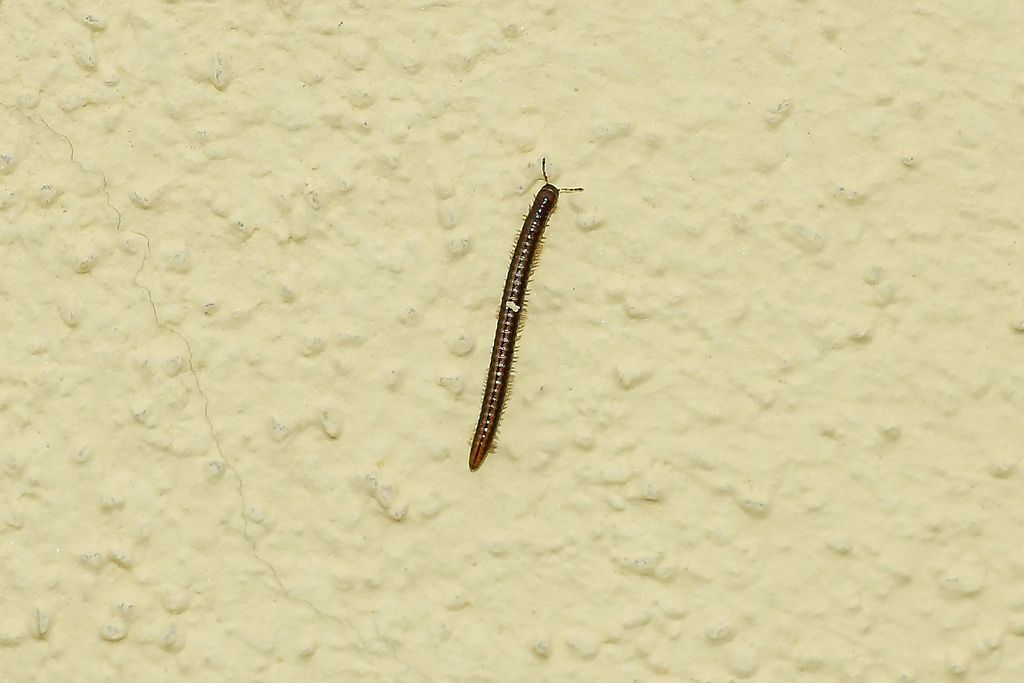 Diplopoda Julidae:  Brachyiulus cfr- lusitanus