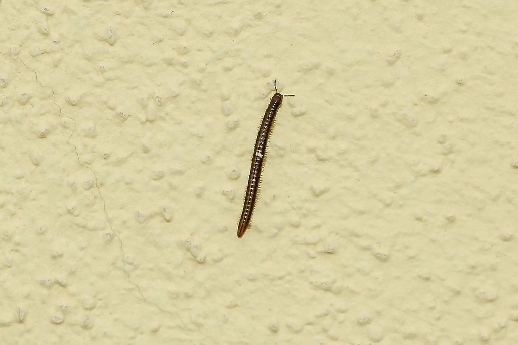Diplopoda Julidae:  Brachyiulus cfr- lusitanus