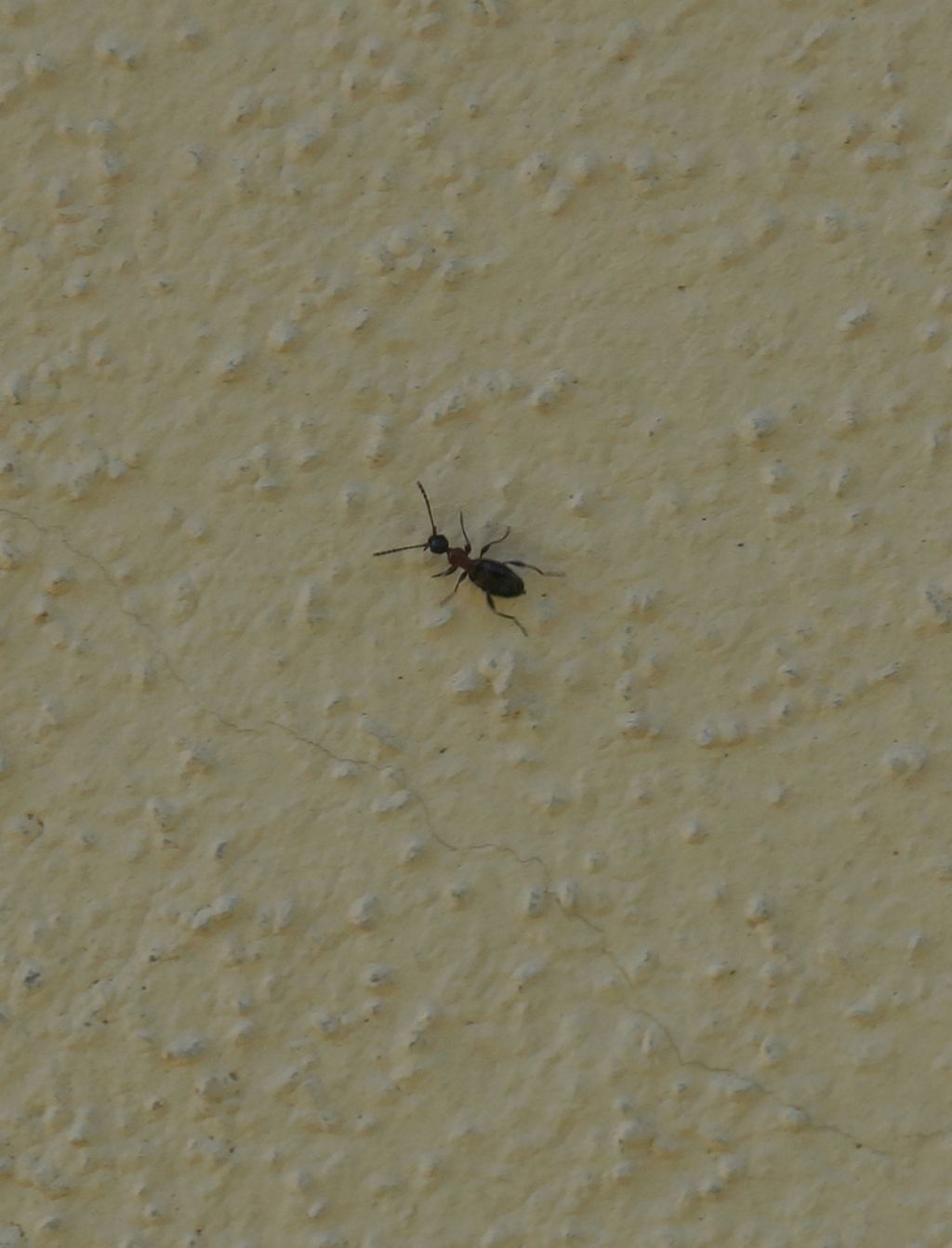 Anthicidae: Anthelephila pedestris (cfr.)