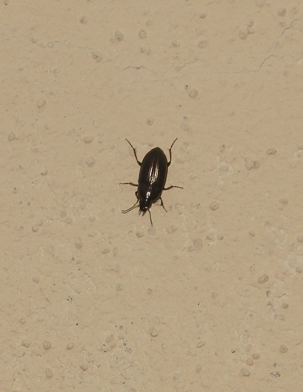 Carabidae: Amara cfr. aenea