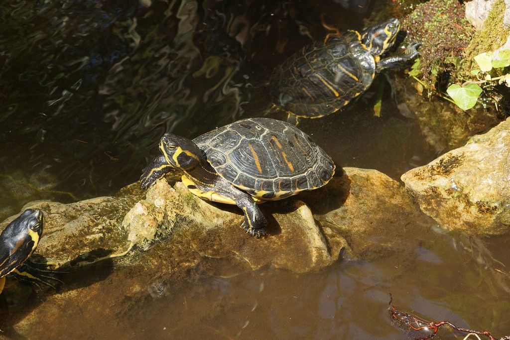 id testuggine: Trachemys scripta scripta