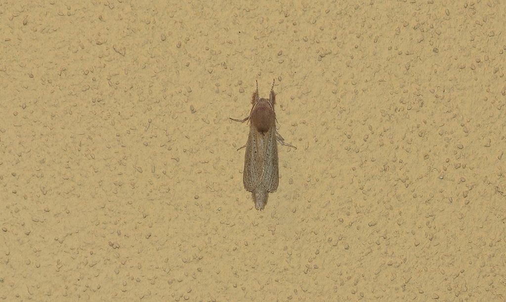 Phragmataecia castaneae (Cossidae)