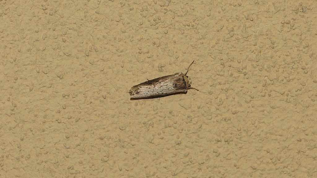 Axylia putris (Noctuidae)
