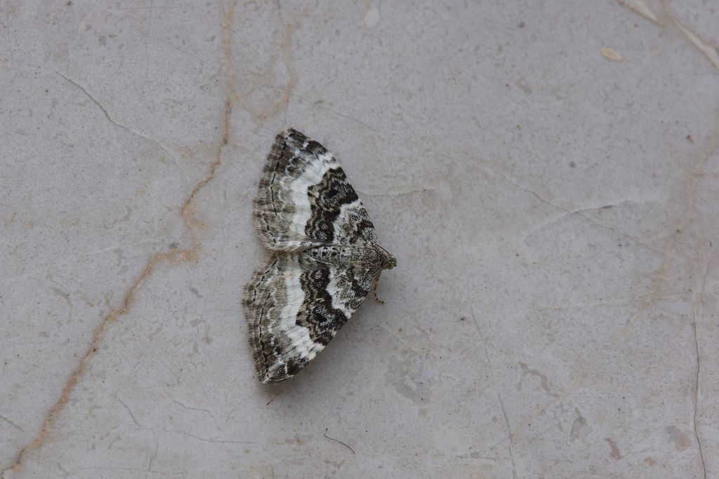 id falena
