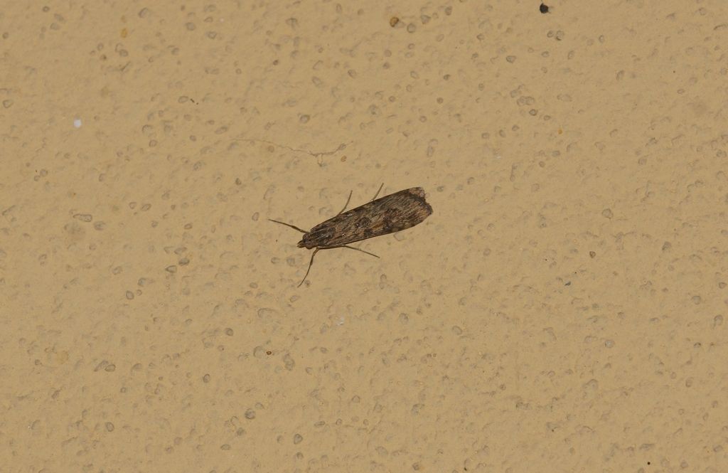 Id falena: Nomophila noctuella - Crambidae