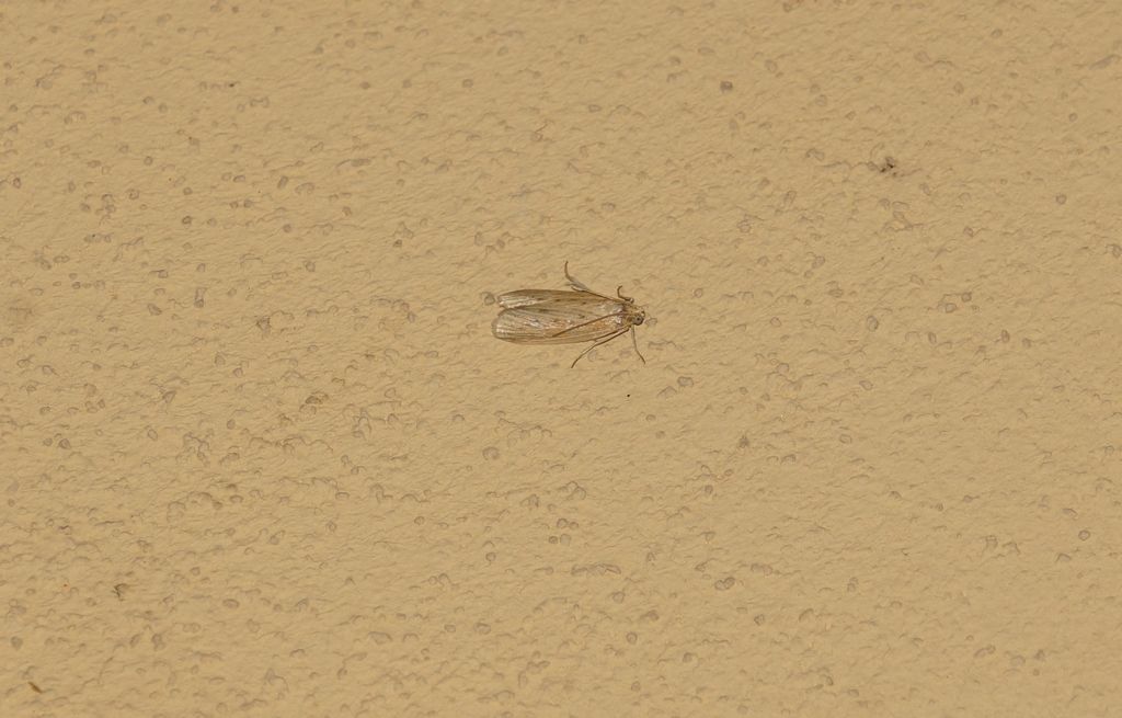 Altra falena? Ematheudes punctella - Pyralidae