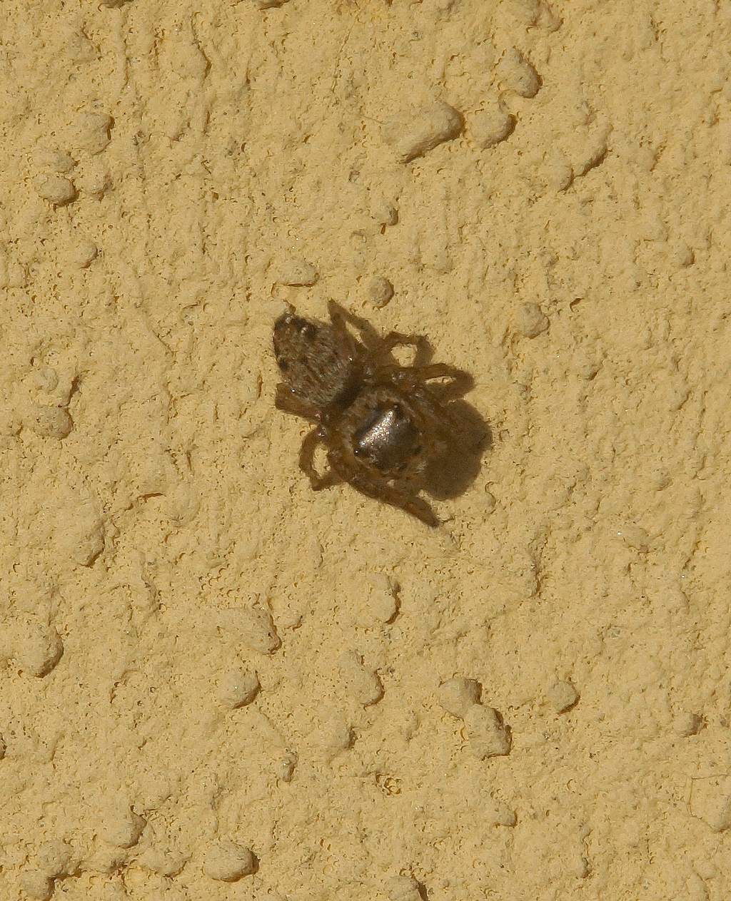 Evarcha sp. - Ostiglia (MN)