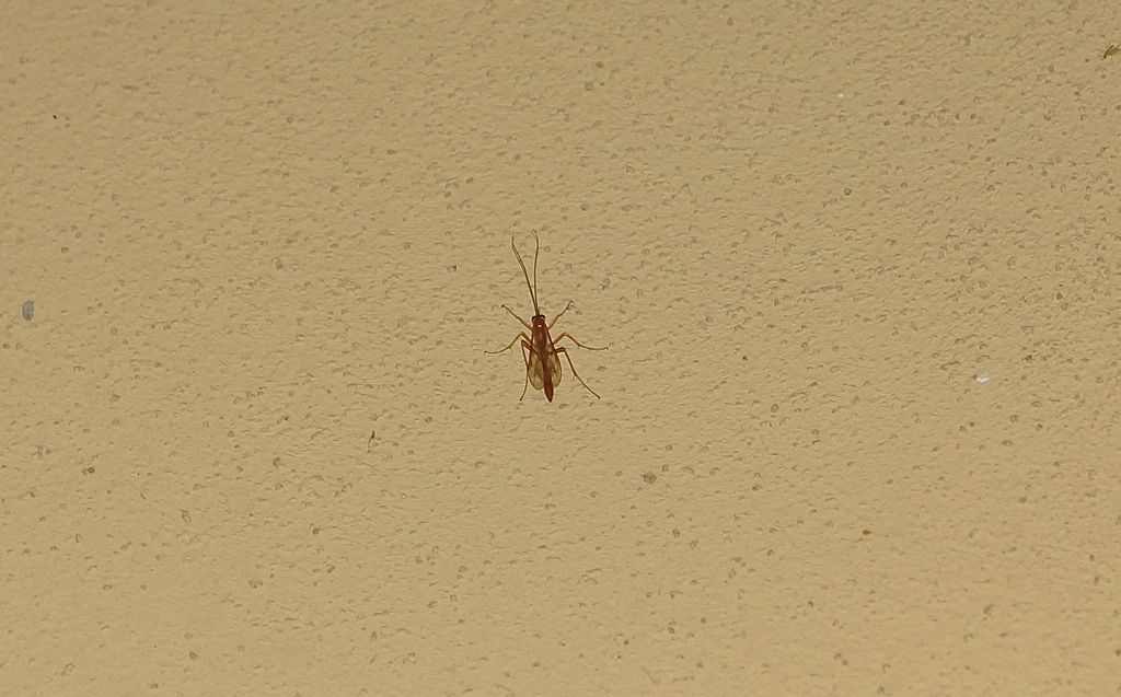 fam. Ichneumonidae