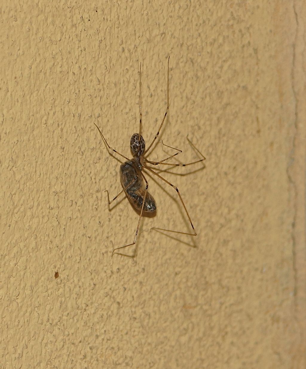Holocnemus pluchei - Ostiglia (Mn)