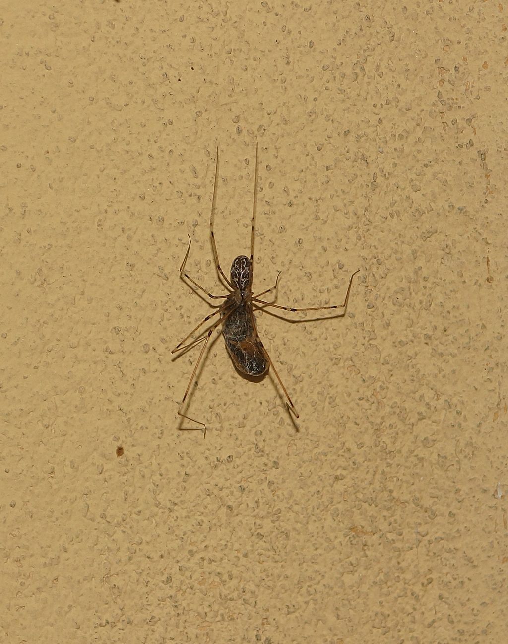 Holocnemus pluchei - Ostiglia (Mn)