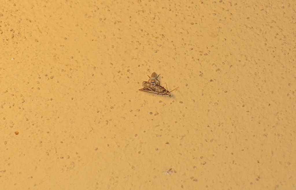 Salticus sp. - Ostiglia (MN)