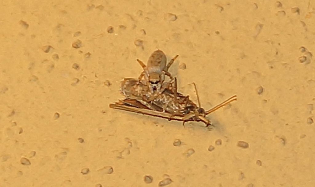 Salticus sp. - Ostiglia (MN)