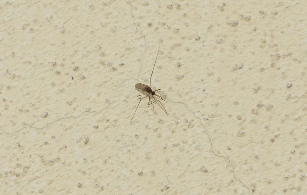 Zanzara da id.: fam Culicidae, femmina