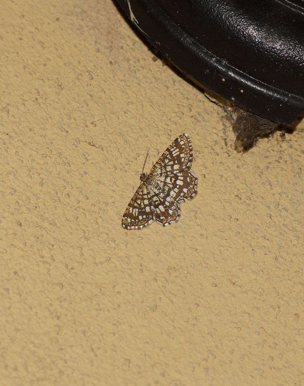 geometridae? - S, Chiasmia clathrata