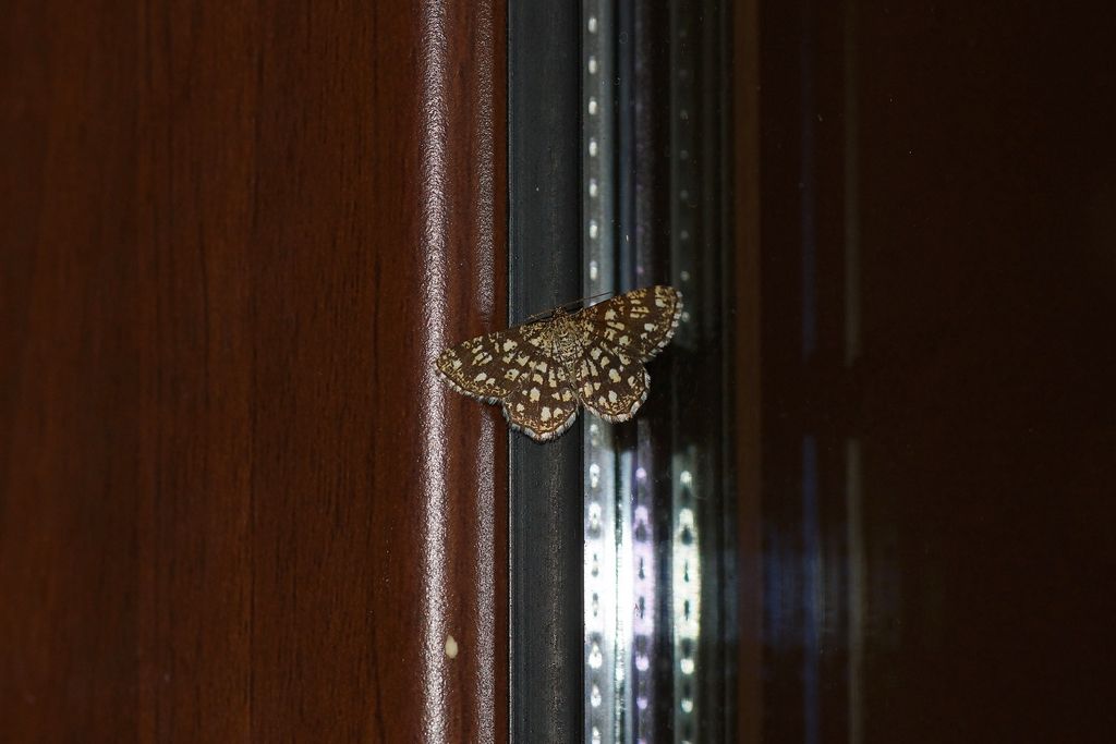 Geometridae - Chiasmia clathrata