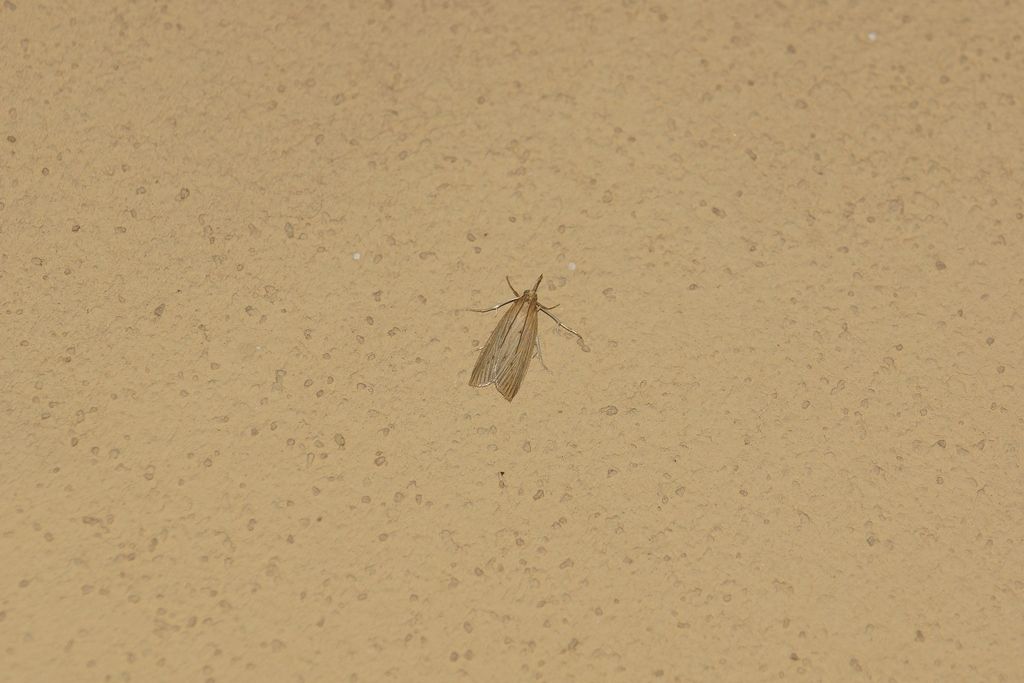 Id falena: Ematheudes punctella - Pyralidae