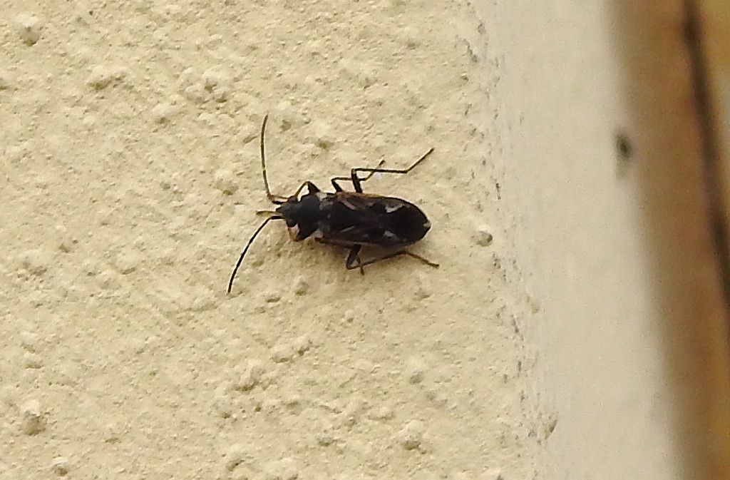 Lygaeidae: Rhyparochromus vulgaris