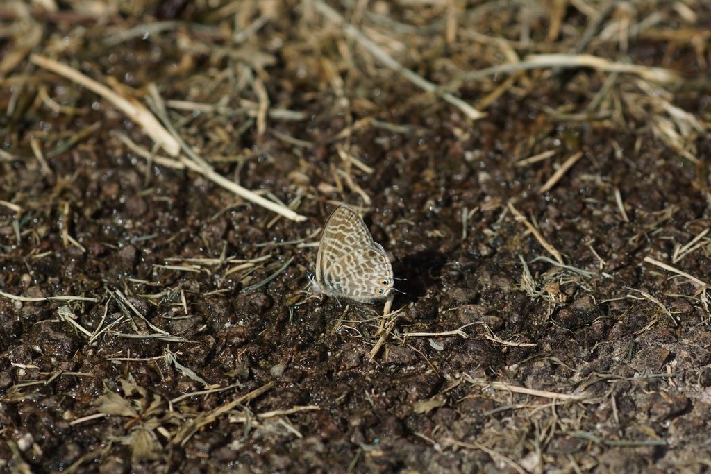 Leptotes pirithous