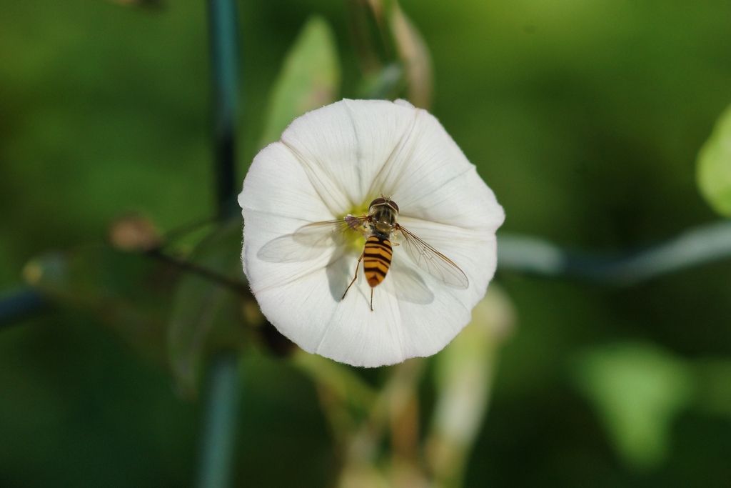Syrphidae: Episyrphus balteatus, maschio
