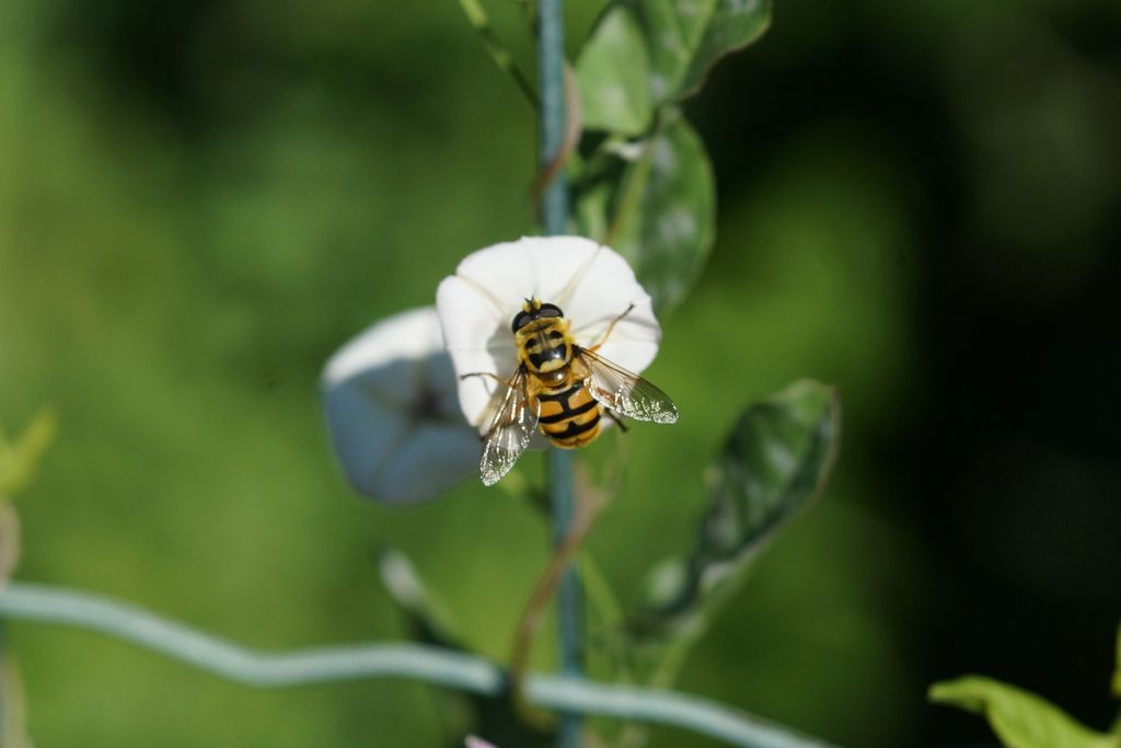 Myathropa florea, femmina