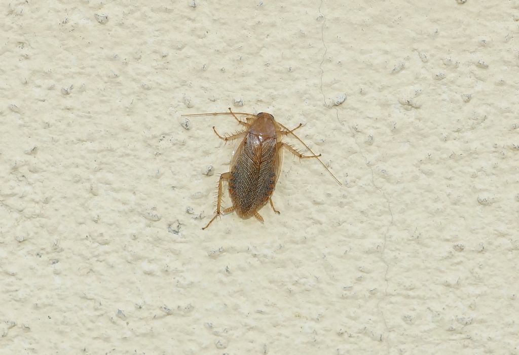 Ectobius sp. (Blattellidae)