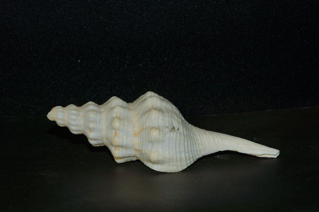 altro gasteropode da id