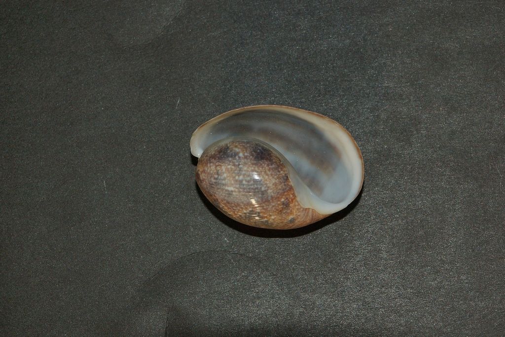 gasteropode da id