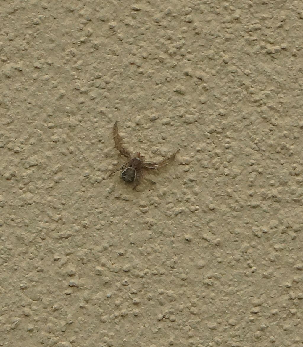 Salticidae?  No, Thomisida: Xysticus sp. - Ostiglia (MN)