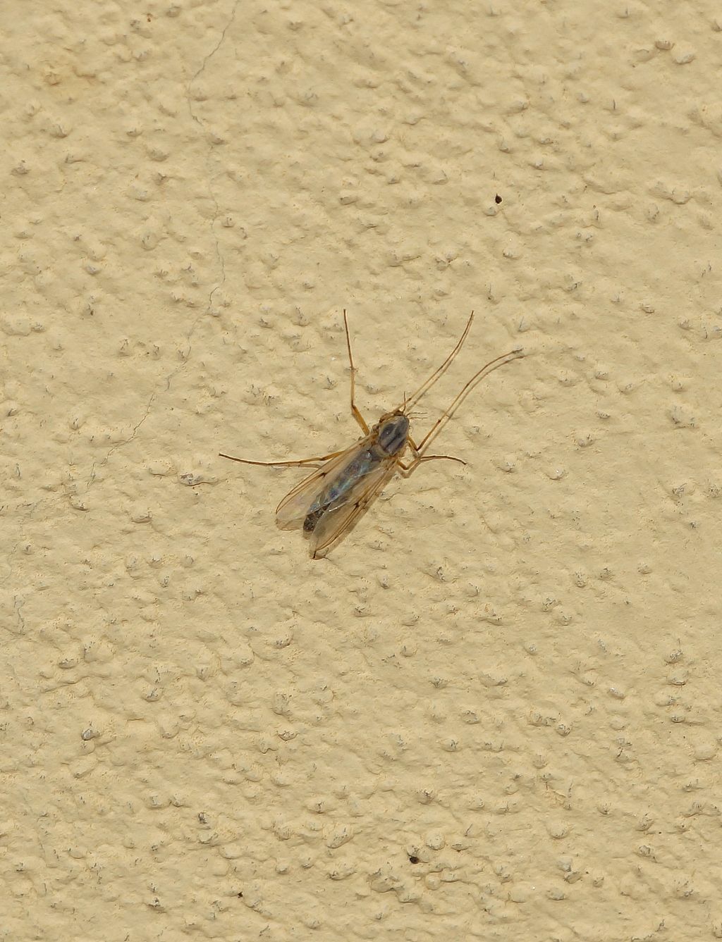 Chironomidae, femmine