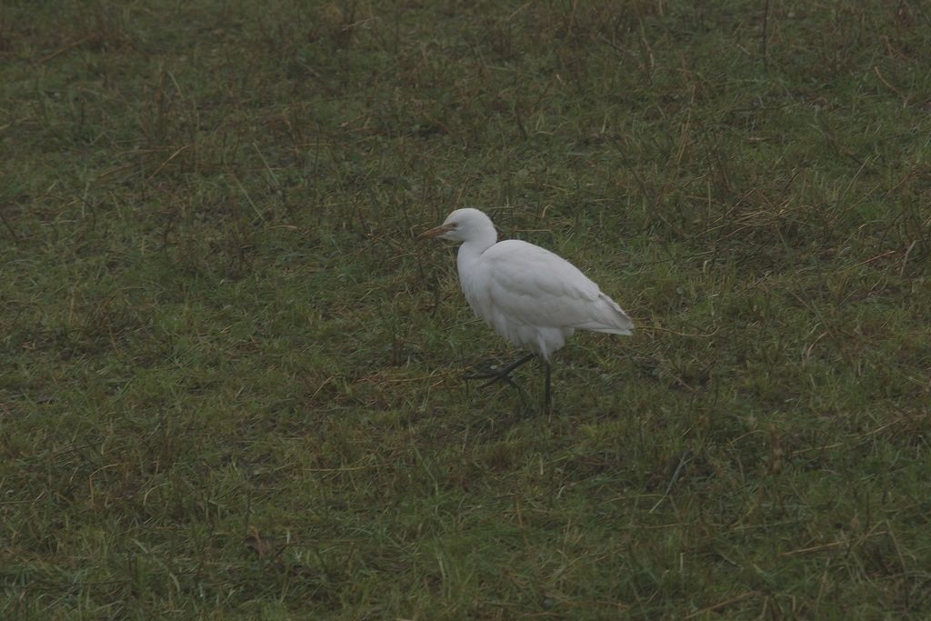 Egretta? No, Airone guardabuoi (Bubulcus ibis)