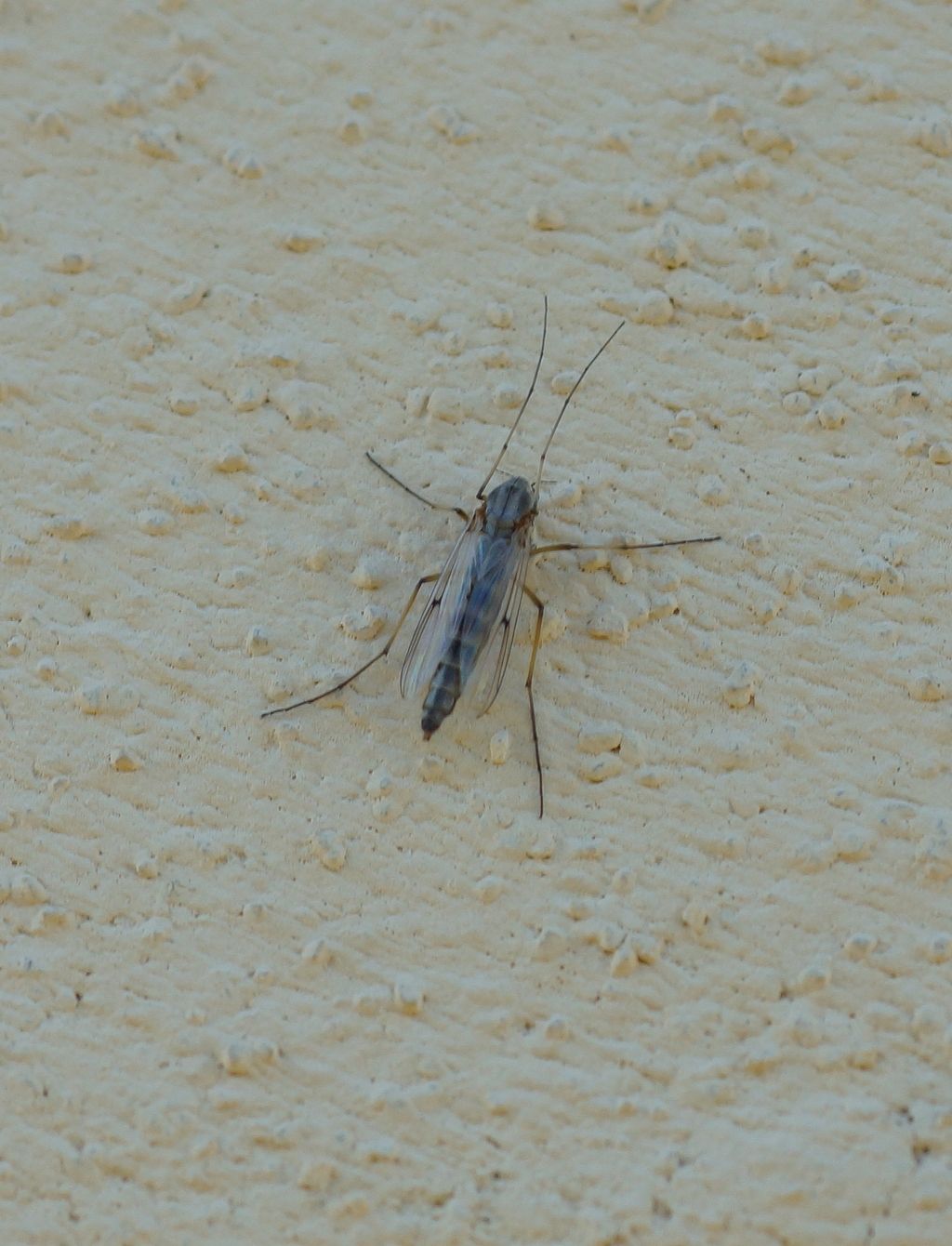 Chironomidae, femmina