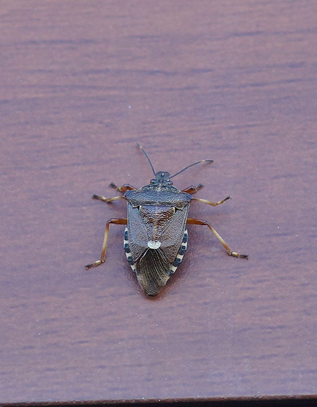 Pentatomidae: Pinthaeus sanguinipes