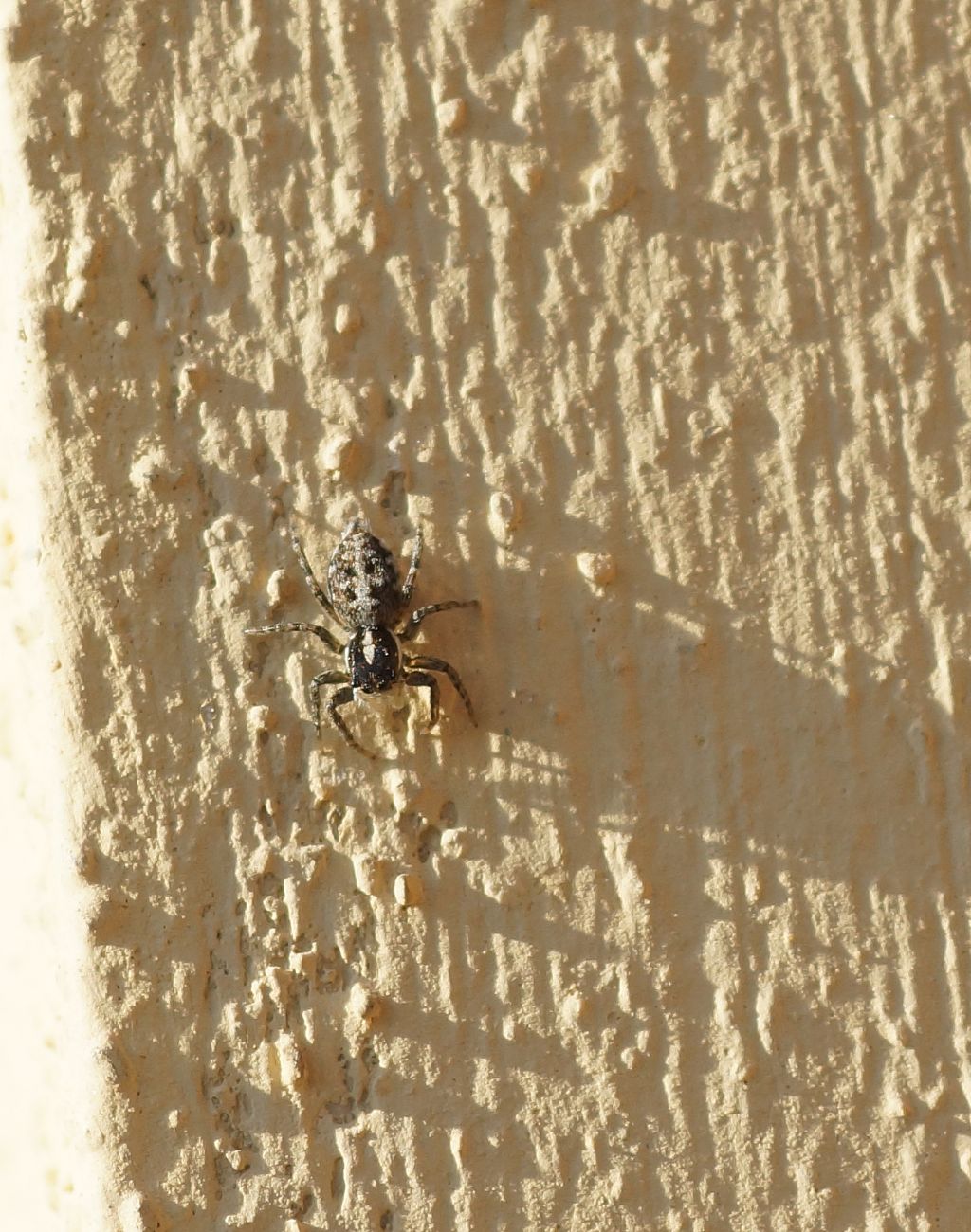 Salticidae?  S, Menemerus semilimbatus - Ostiglia (MN)