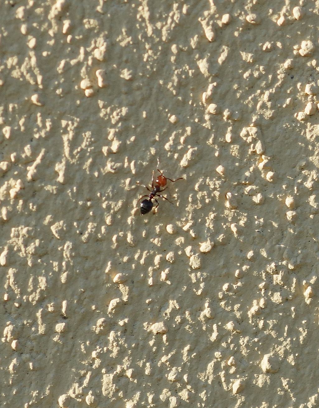 formica: Crematogaster scutellaris