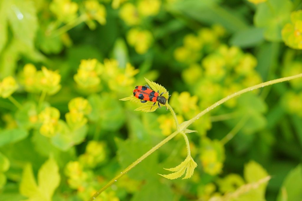 Cleridae: Trichodes apiarius