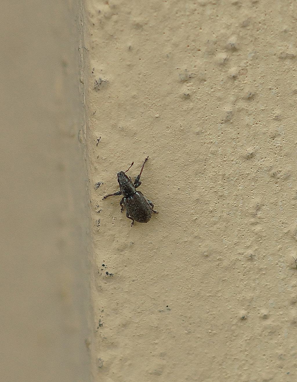 Curculionidae: Sitona sp.