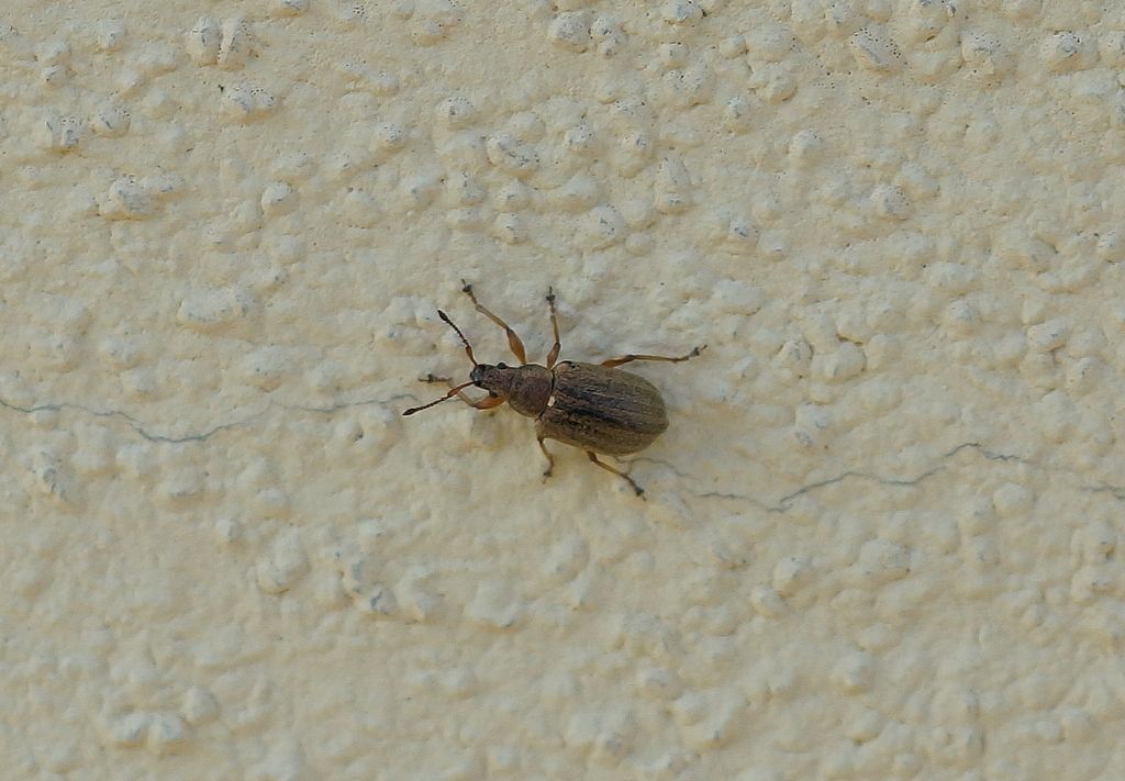 Curculionidae: Phyllobius pyri