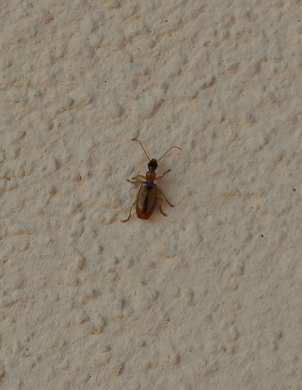 coleottero; Carabidae, Demetrias atricapillus