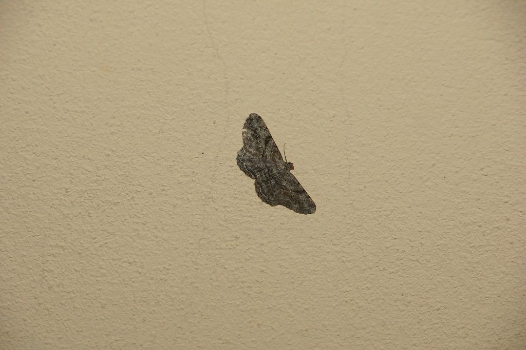 Geometridae: Peribatodes rhomboidaria