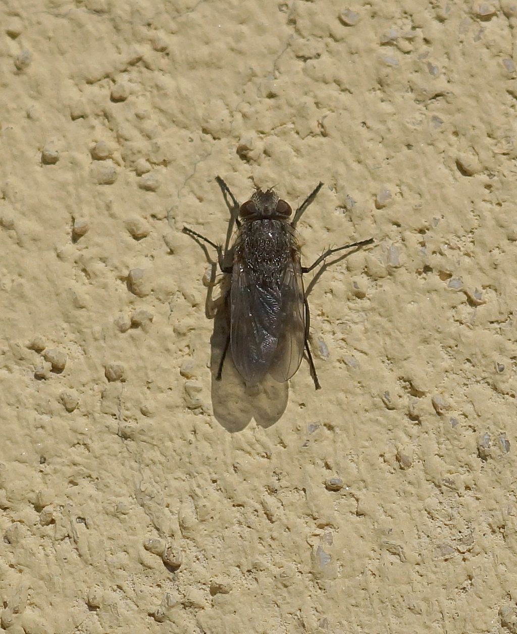 Pollenia sp. (Calliphoridae)