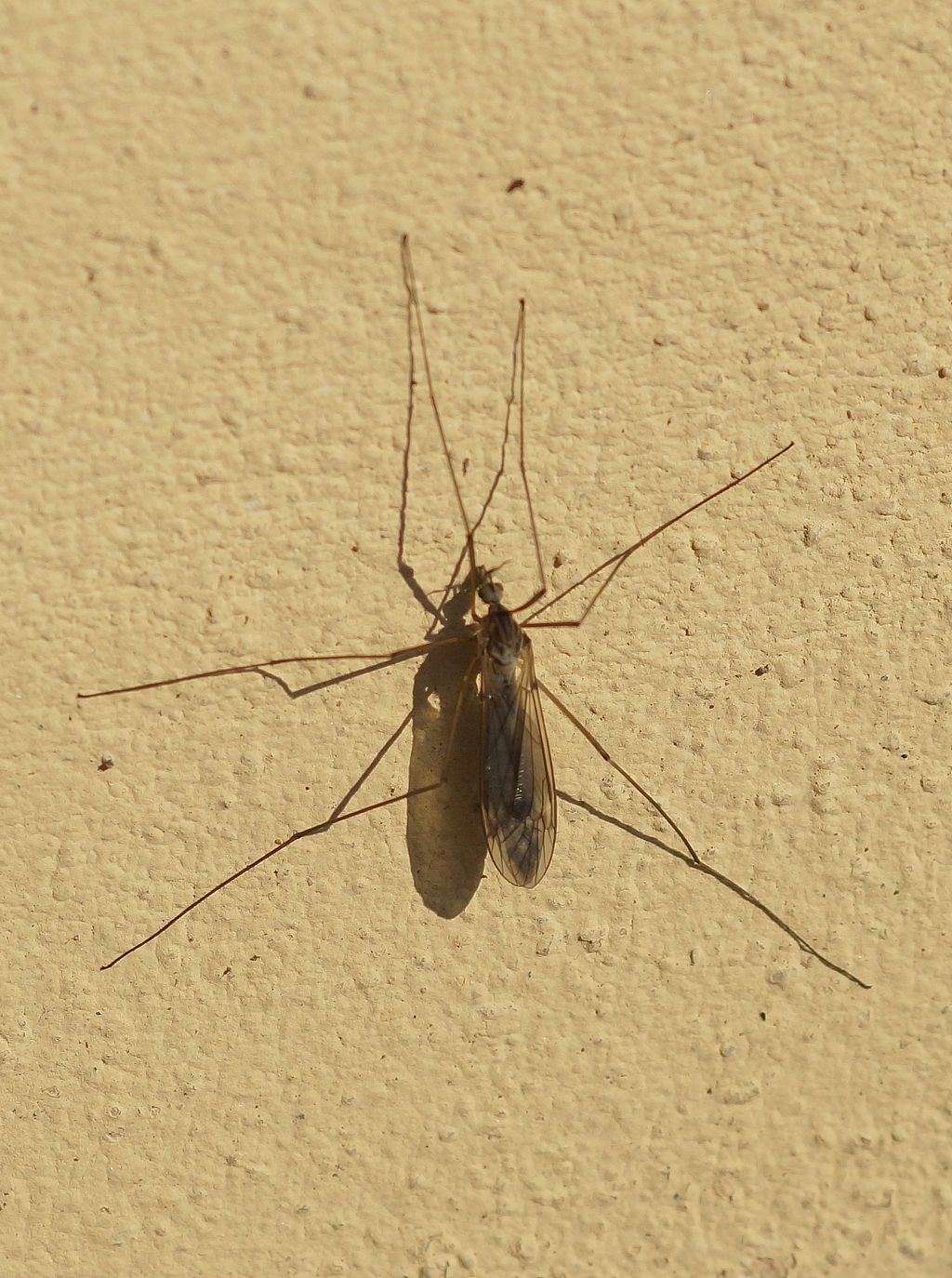 fam. Limonidae