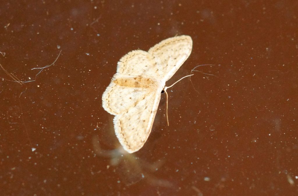 Geometridae - Idaea seriata