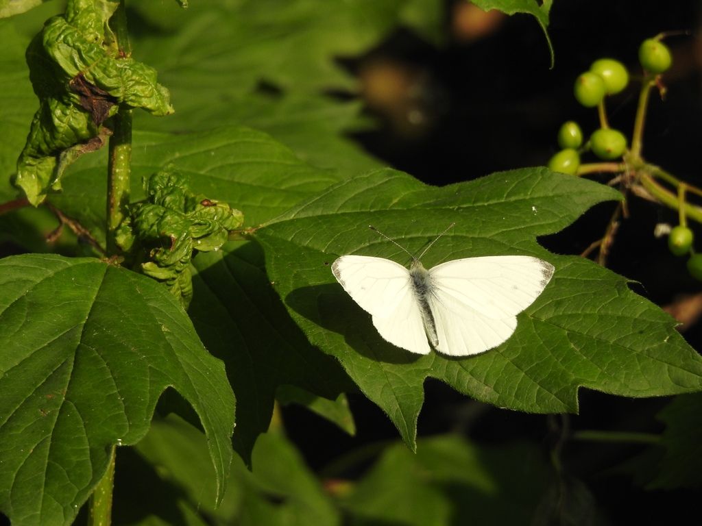 Pieris brassicae? No, Pieris napi, maschio