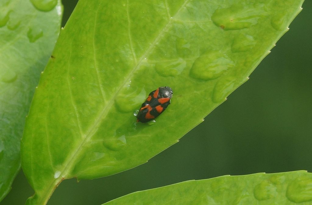 Cercopis vulnerata?  S !